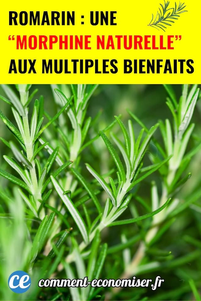 les multiples bienfaits du romarin