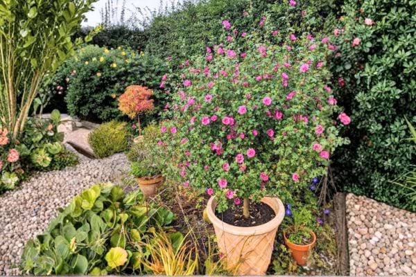 culture de la mauve du cap en pot