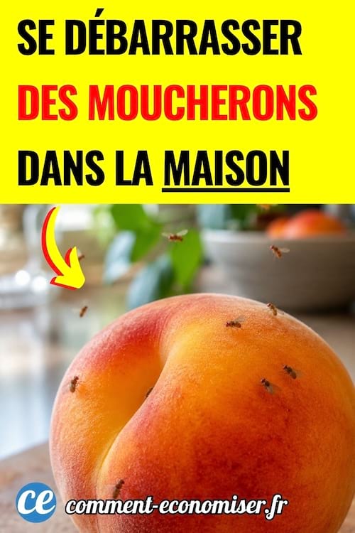 des moucherons sur une pêche dans une cuisine