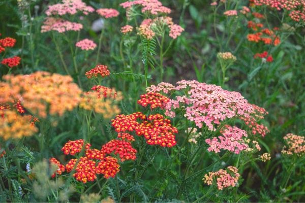 fleurs d'achill&eacute;e millefeuille multicolores