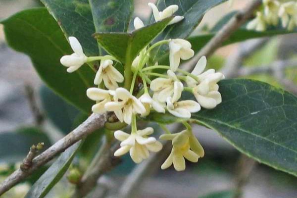 fleur d'olivier odorant