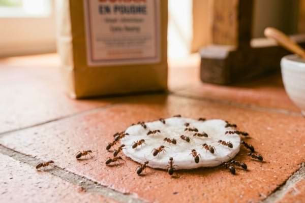 Plusieurs fourmis sont agglutin&eacute;es autour d'un coton, en train de boire