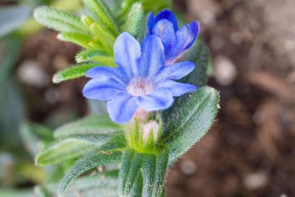 fleur de grémil