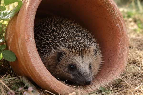 un h&eacute;risson &agrave; l'abris dans un pot en terre cuite