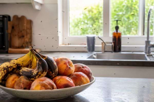 Bol de fruits trop mûrs envahi par les moucherons dans une cuisine lumineuse