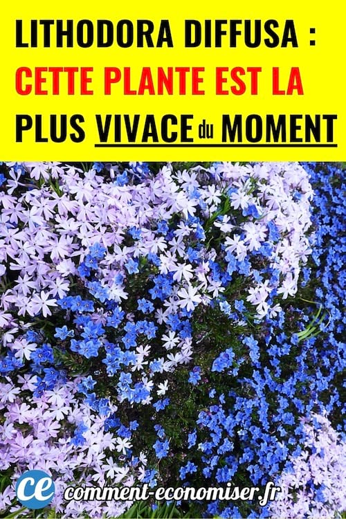 Une plante Lithodora diffusa dans le jardin