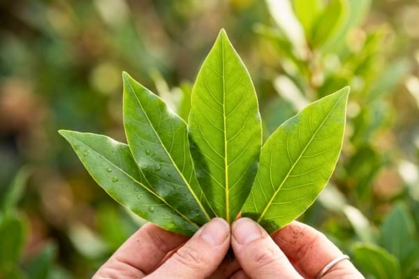 feuilles de laurier sauce (Laurus nobilis) fraîches et brillantes