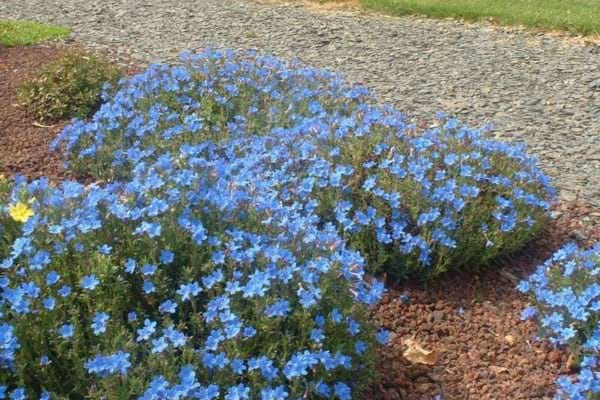 massif de grémil bleu et conseil de culture