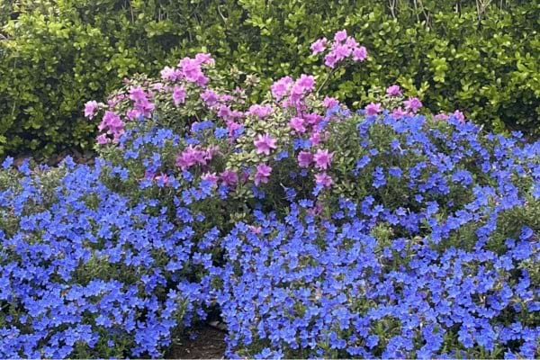 massif de grémil bleu et mauve