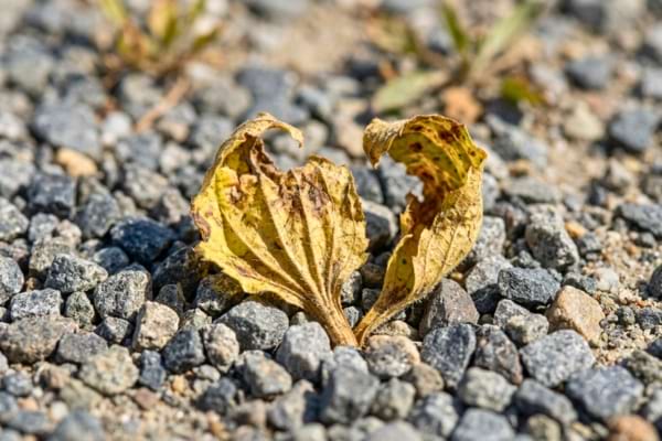 une feuille de mauvaise herbe qui commence &agrave; jaunir et se recroqueviller