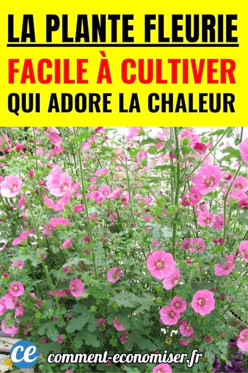 une mauve du cap fleurie