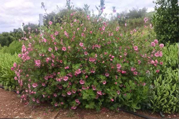 arbuste mauve du cap dans un jardin