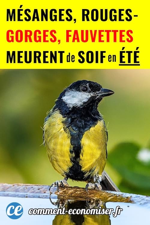 UN mésange qui boit de l'eau à côté d'une maison