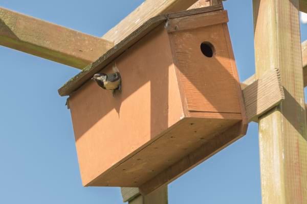 un mésange dans un nichoir sous la chaleur