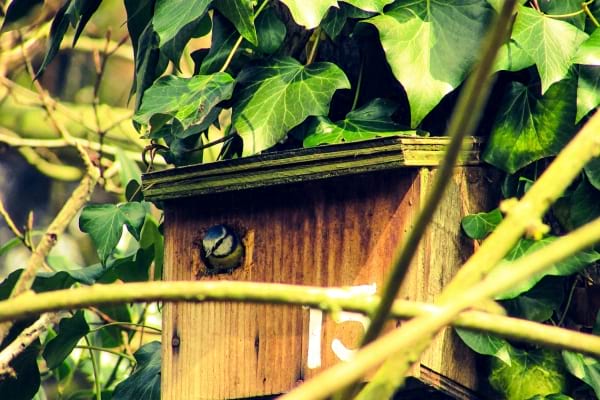 un mésange dans un nichoir