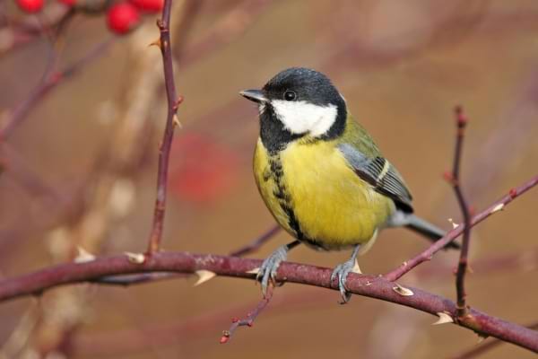 un mésange en bonne santé en été