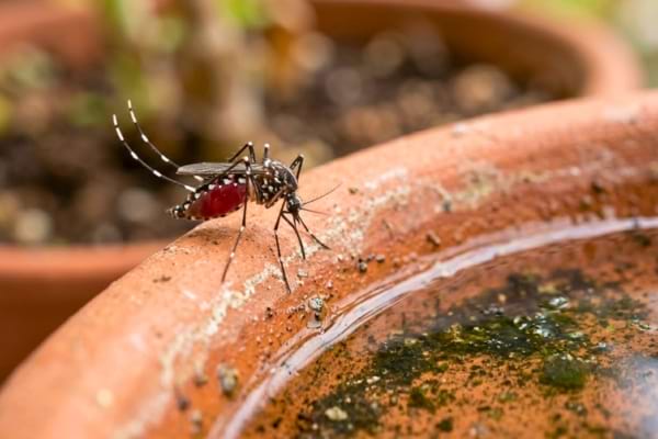 une femelle moustique posée près d'un point d'eau stagnante