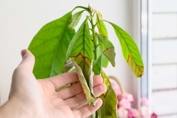 une plante qui est en train de mourir