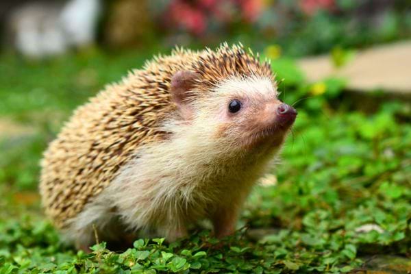 un h&eacute;risson en alerte dans un jardin