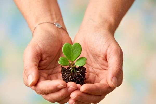 mains tenant d&eacute;licatement une petite plante verte en forme de c&oelig;ur, symbolisant la vie et le renouveau.