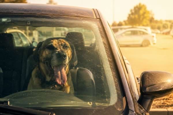Chien enferm&eacute; dans une voiture surchauff&eacute;e, haletant derri&egrave;re le pare-brise en plein soleil.