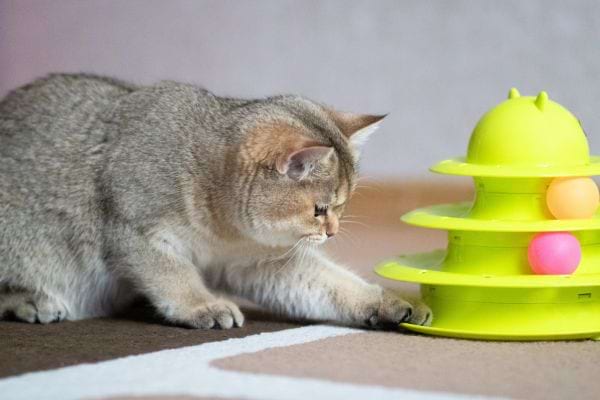 chat gris qui joue avec un jeu interactif vert