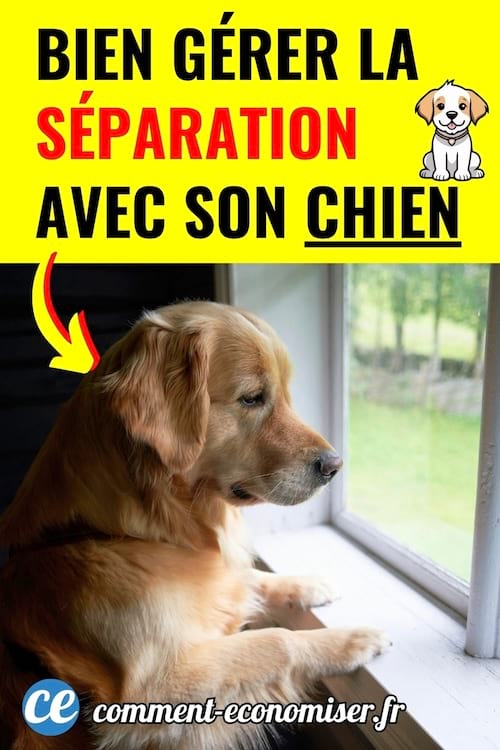 un chien type golden retriever debout en train de regarder par la fenêtre