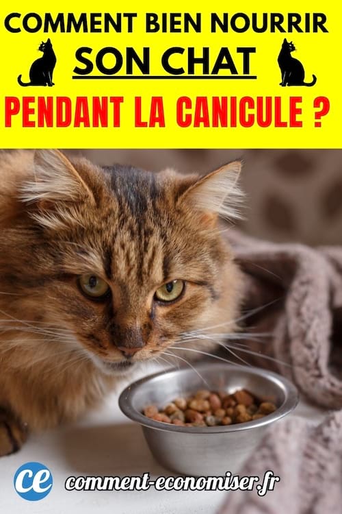 un chat allongé devant ses croquettes pendant la chaleur