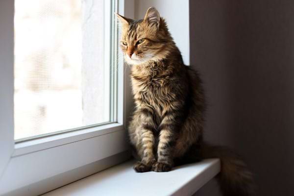 chat marron seul qui regarde par la fenêtre