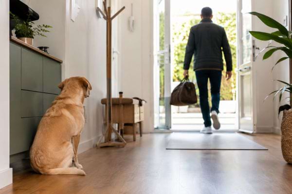 Chien calme regardant son maître quitter la maison sans longue scène d’adieu.