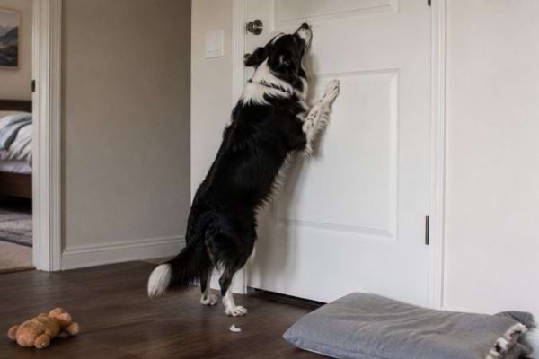Chien anxieux grattant une porte fermée près d’un coussin abîmé et d’un jouet.