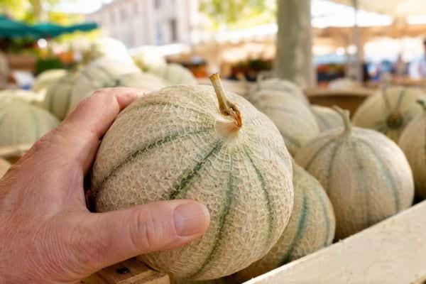 Main examinant le pédoncule légèrement décollé d’un melon mûr sur un étal de marché.