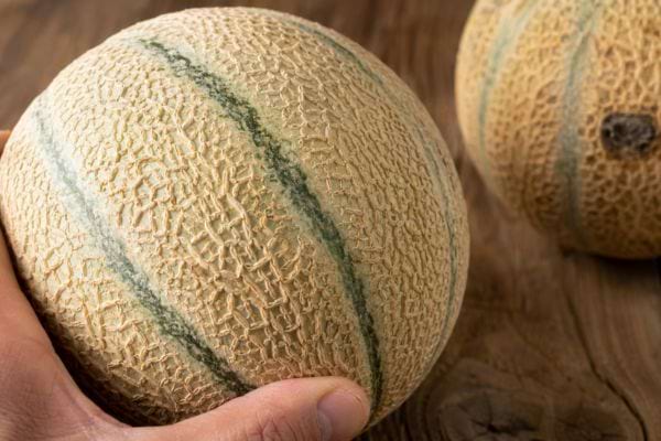 Gros plan sur la peau rugueuse et bien dessinée d’un melon examiné à la main.
