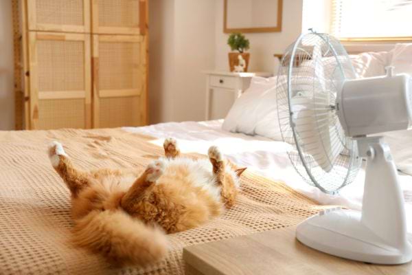 chat roux et blanc devant un ventilateur pendant la canicule