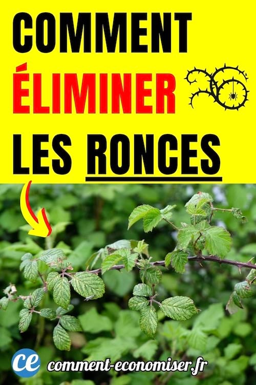 astuce simple pour éliminer les ronces dans le jardin
