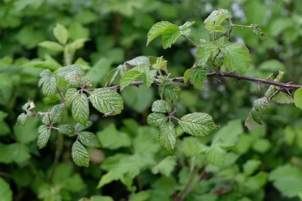 une branche de ronces dans le jardin
