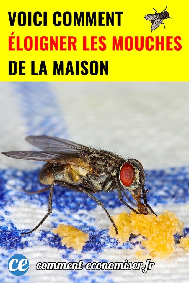 Une mouche sur un torchon qui se nourrit