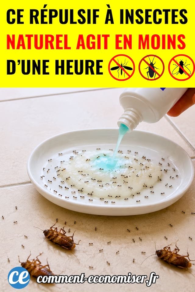 Un r&eacute;pulsif &agrave; insecte dans coupelle