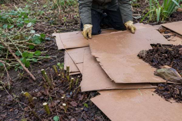 des cartons posés sur les ronces coupées à raz