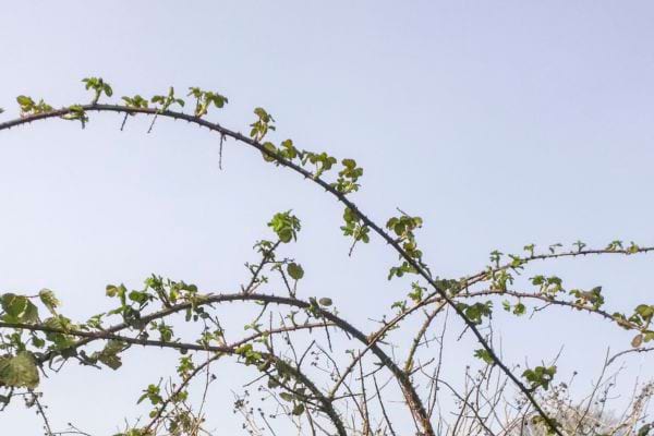 de jeunes branches de ronces affaiblies
