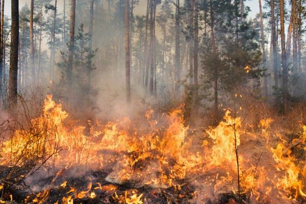 un incendie dans une forêt