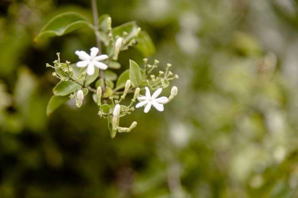 une branche de jasmin étoilé fleurie