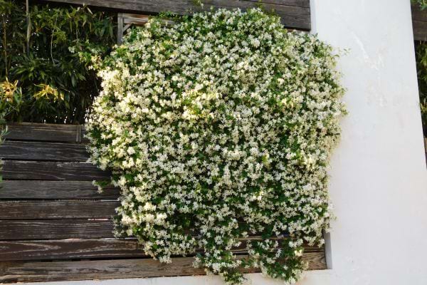 du jasmin étoilé fleuri sur une terrasse
