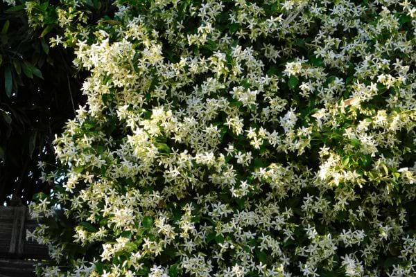 un massif de jasmin étoilé en fleurs