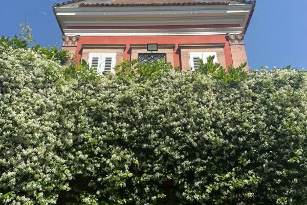 un massif de jasmin étoilé devant une maison rouge