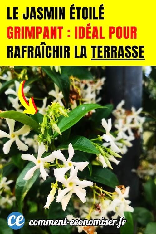 du jasmin étoilé pour ombrager la terrasse