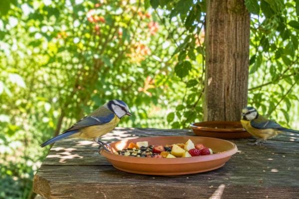 Mésanges mangeant des fruits et graines à l’ombre