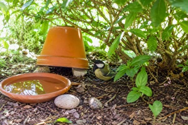 Mésange abritée sous un pot près d’une coupelle d’eau