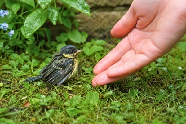 Jeune mésange au sol approchée doucement par une main
