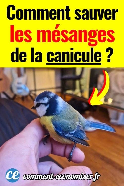 Mésange bleue posée sur une main dans une chambre lumineuse